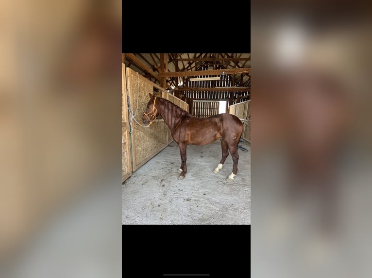 Andalusian Gelding 8 years 15 hh Chestnut-Red in Ellensburg