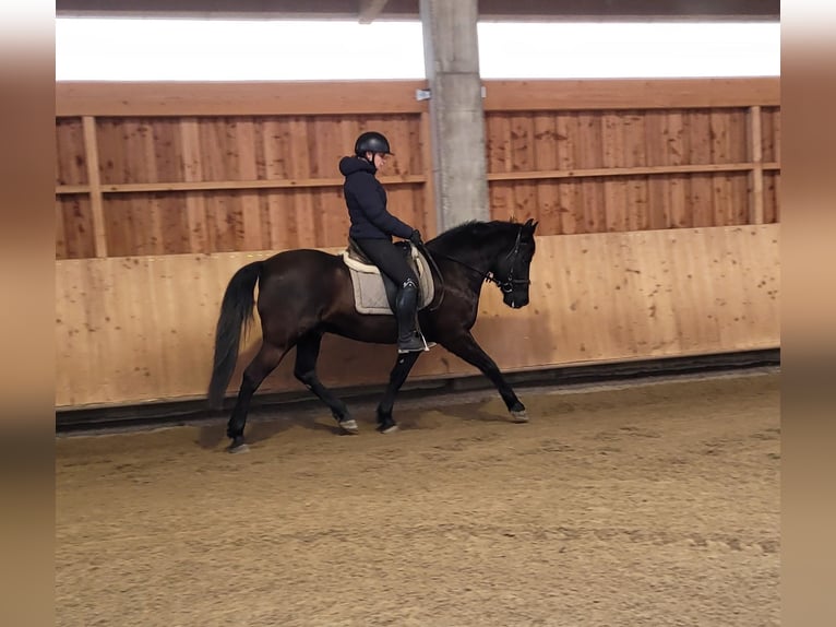 Andalusian Mix Gelding 8 years 15,1 hh Bay-Dark in Karlshuld