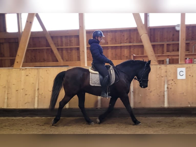 Andalusian Mix Gelding 8 years 15,1 hh Bay-Dark in Karlshuld
