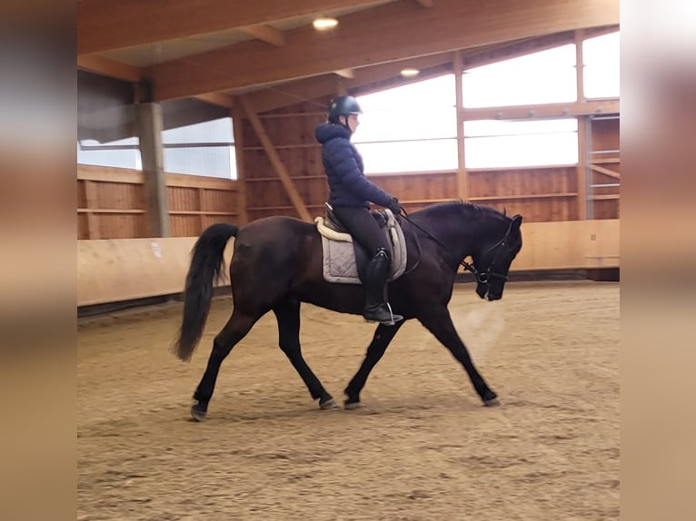 Andalusian Mix Gelding 8 years 15,1 hh Bay-Dark in Karlshuld