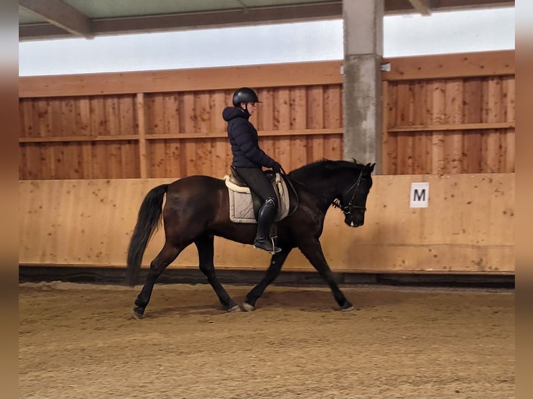 Andalusian Mix Gelding 8 years 15,1 hh Bay-Dark in Karlshuld