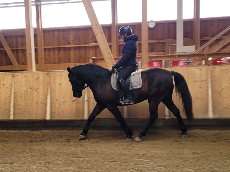 Andalusian Mix Gelding 8 years 15,1 hh Bay-Dark in Karlshuld