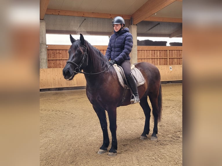 Andalusian Mix Gelding 8 years 15,1 hh Bay-Dark in Karlshuld