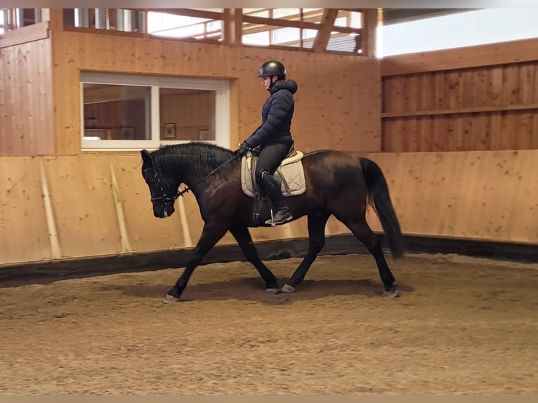 Andalusian Mix Gelding 8 years 15,1 hh Bay-Dark in Karlshuld