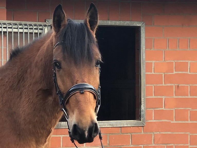 Andalusian Gelding 8 years 15,1 hh Brown in B&#xF6;tersen