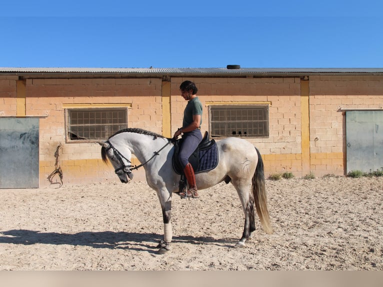 Andalusian Gelding 8 years 15,1 hh Grey-Red-Tan in München