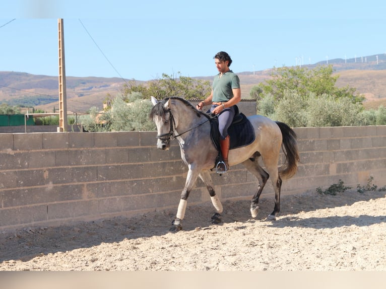 Andalusian Gelding 8 years 15,1 hh Grey-Red-Tan in München