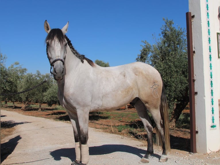 Andalusian Gelding 8 years 15,1 hh Grey-Red-Tan in München