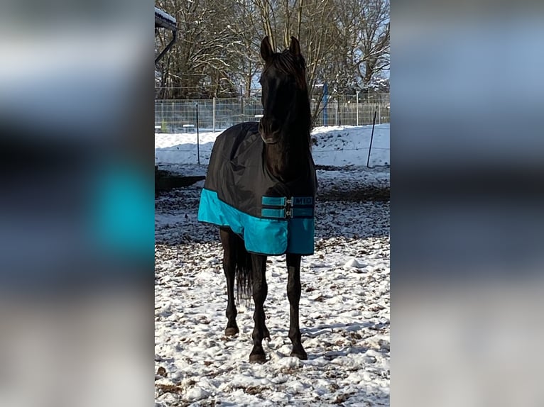 Andalusian Gelding 8 years 15,2 hh Black in Geiselwind