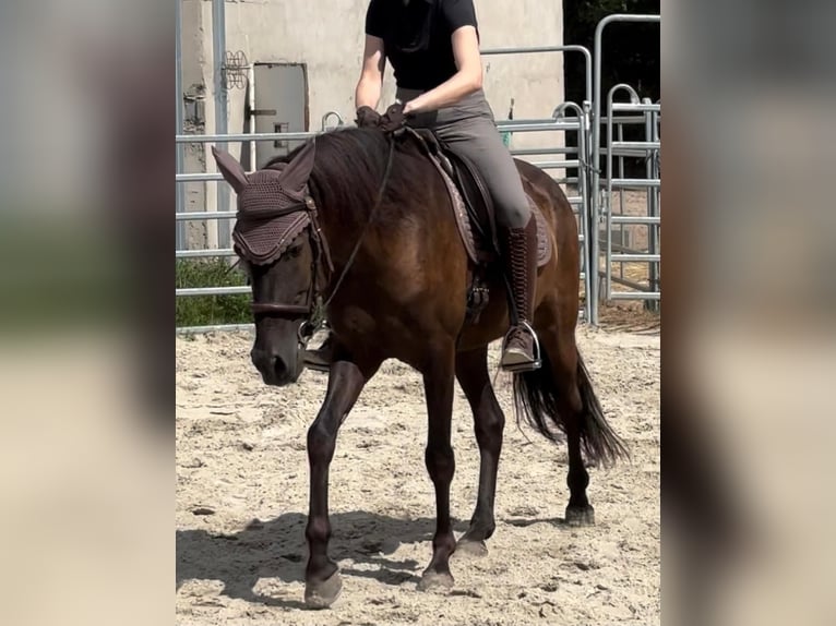 Andalusian Gelding 8 years 15,2 hh Black in Geiselwind