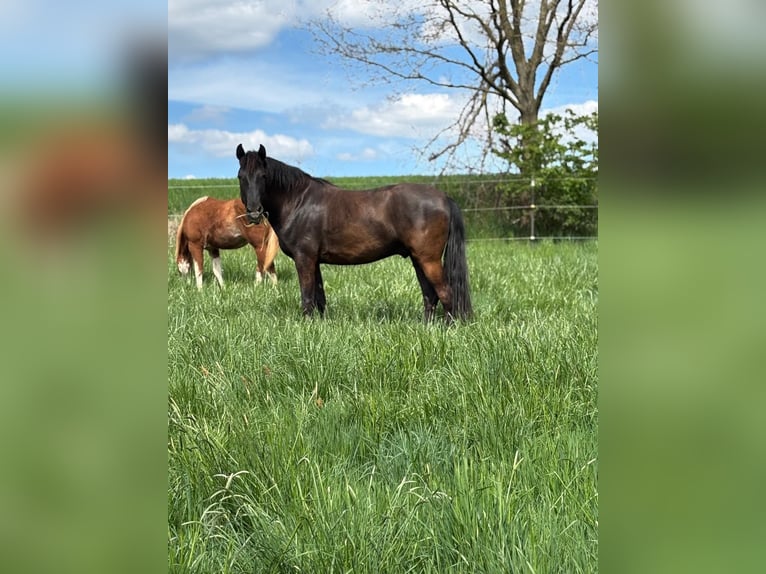 Andalusian Gelding 8 years 15,2 hh Black in Geiselwind