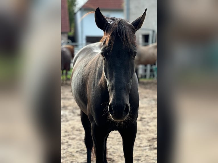 Andalusian Gelding 8 years 15,2 hh Black in Geiselwind