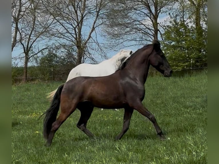 Andalusian Gelding 8 years 15,2 hh Black in Geiselwind