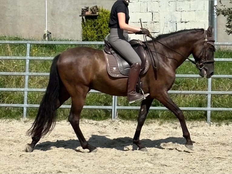 Andalusian Gelding 8 years 15,2 hh Black in Geiselwind