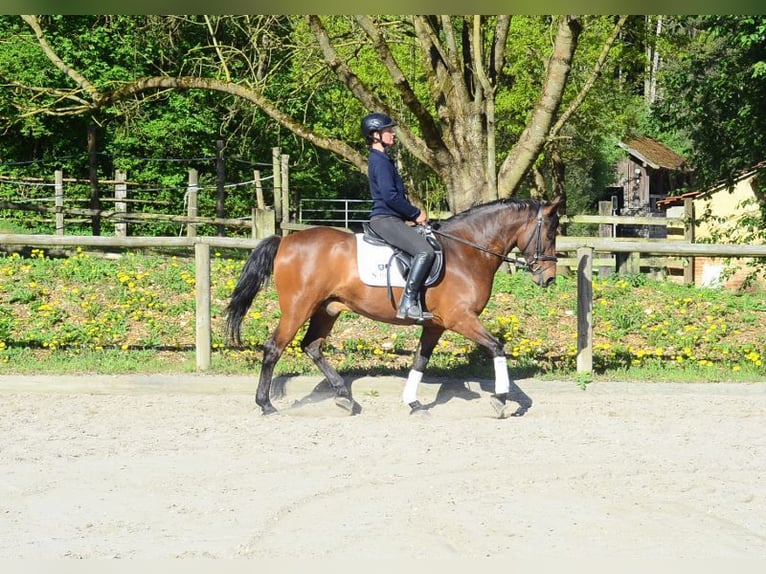 Andalusian Gelding 8 years 15,2 hh Brown in Wellheim