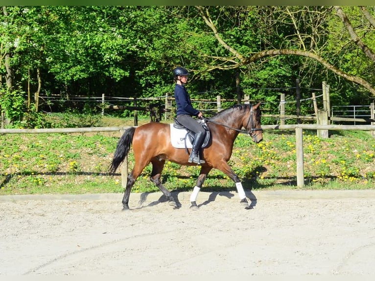 Andalusian Gelding 8 years 15,2 hh Brown in Wellheim