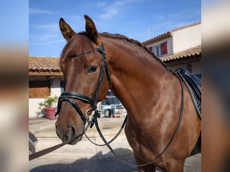 Andalusian Gelding 8 years 15,2 hh Chestnut-Red in CORNILLON CONFOUX