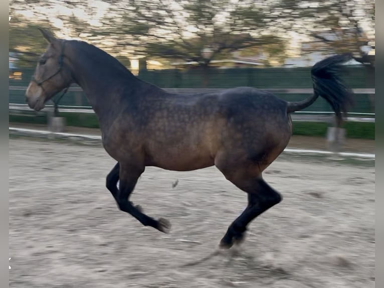 Andalusian Gelding 8 years 15,3 hh Dun in Fuenlabrada