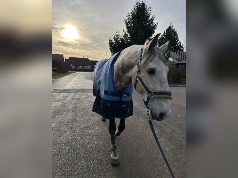 Andalusian Gelding 8 years 15,3 hh Grey-Dapple in Velpke