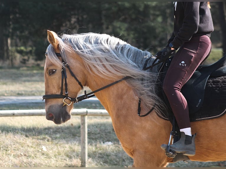 Andalusian Mix Gelding 8 years 15,3 hh Palomino in Santok
