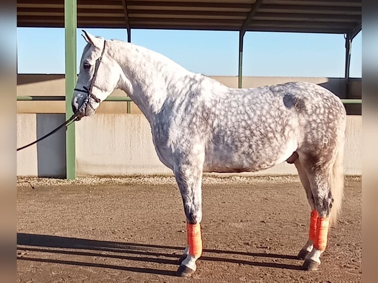 Andalusian Gelding 8 years 16,1 hh Gray in Badajoz