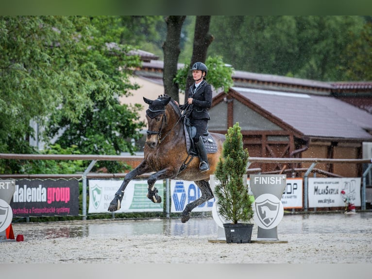 Andalusian Gelding 8 years 16,2 hh Buckskin in Milín