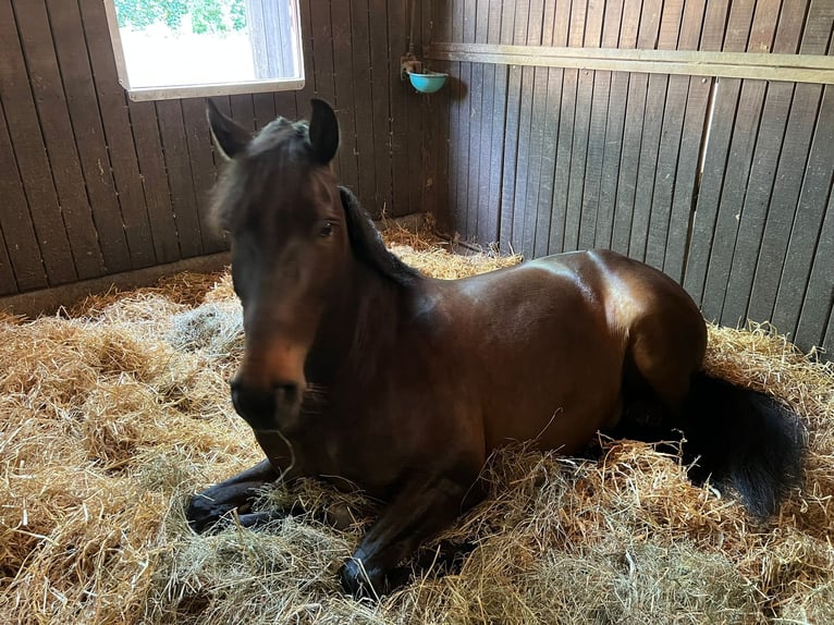 Andalusian Gelding 8 years 16 hh Bay-Dark in Norderstedt