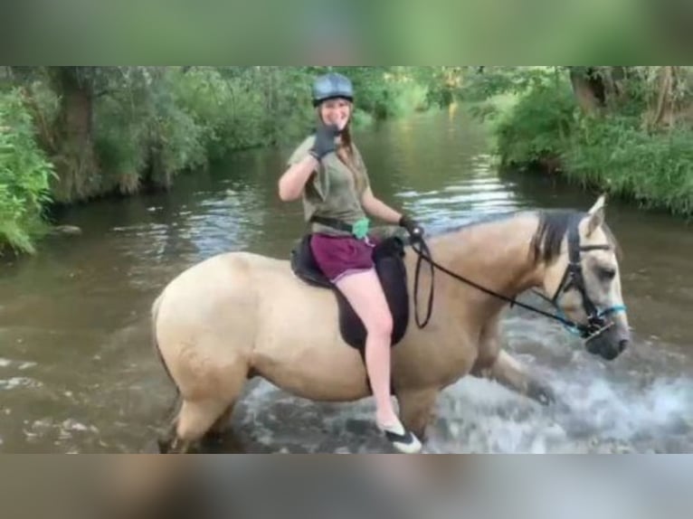 Andalusian Gelding 8 years 16 hh Buckskin in Rossau