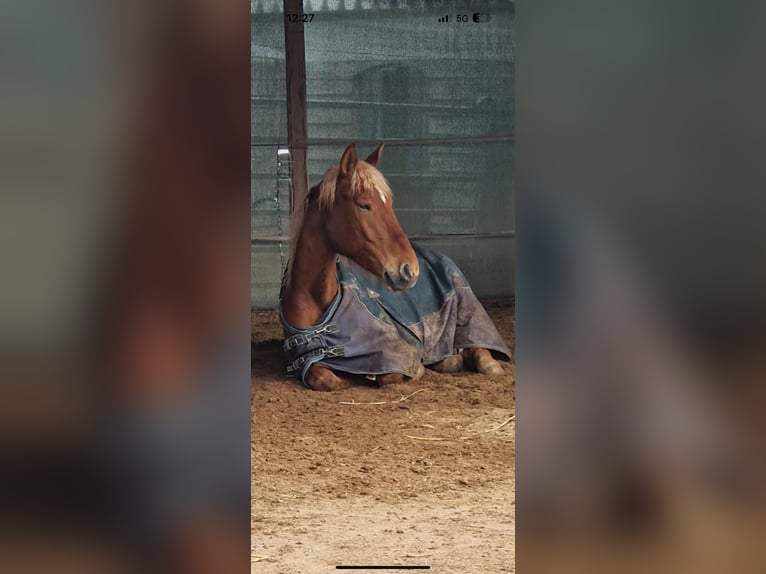 Andalusian Gelding 8 years 16 hh Chestnut-Red in Korschenbroich