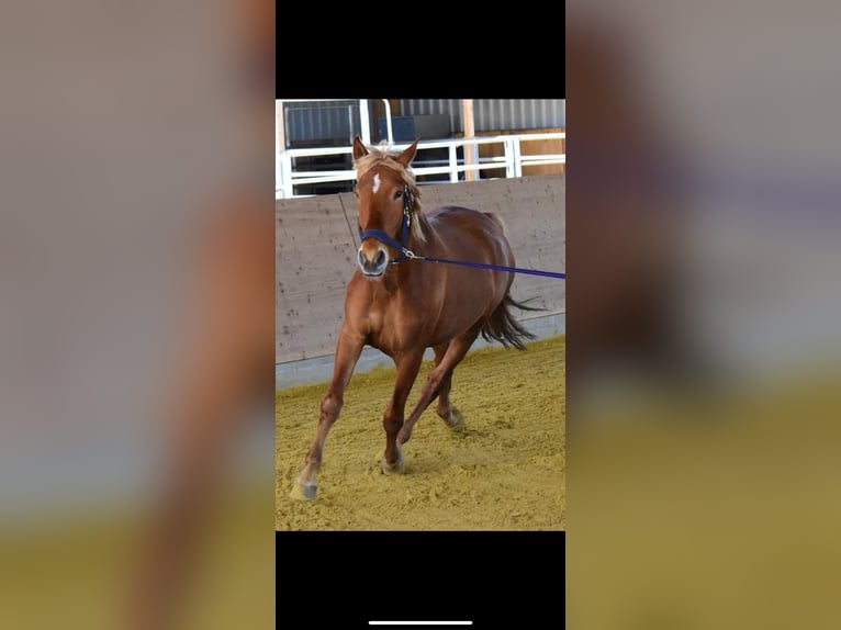 Andalusian Gelding 8 years 16 hh Chestnut-Red in Korschenbroich