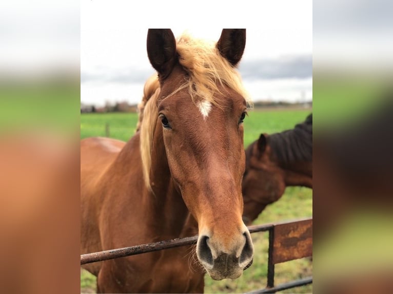 Andalusian Gelding 8 years 16 hh Chestnut-Red in Korschenbroich