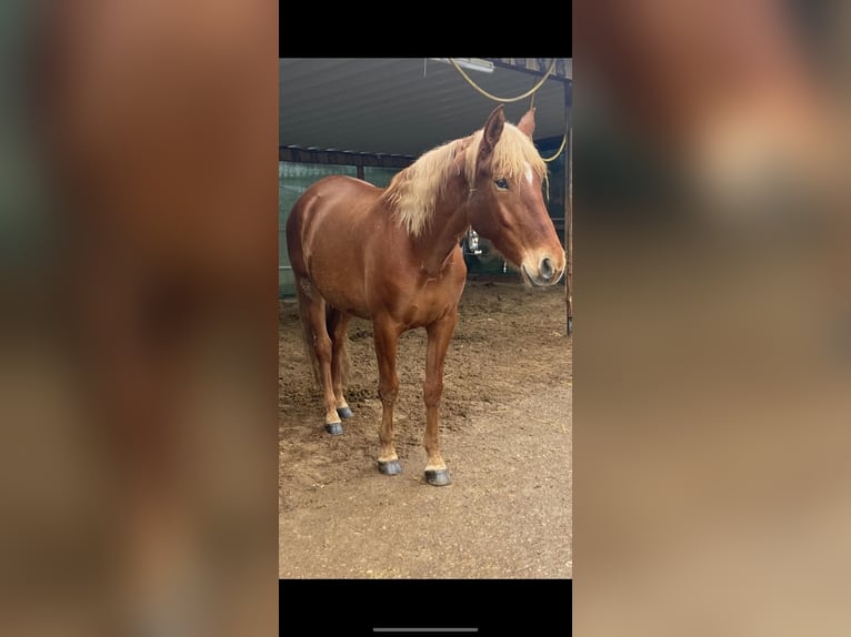 Andalusian Gelding 8 years 16 hh Chestnut-Red in Korschenbroich