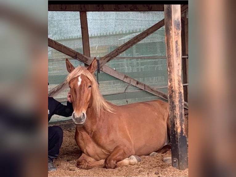 Andalusian Gelding 8 years 16 hh Chestnut-Red in Korschenbroich