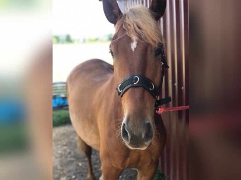 Andalusian Gelding 8 years 16 hh Chestnut-Red in Korschenbroich