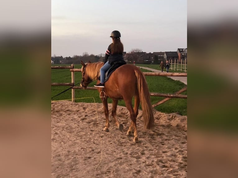 Andalusian Gelding 8 years 16 hh Chestnut-Red in Korschenbroich