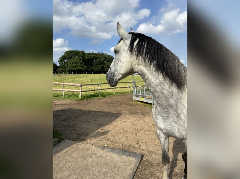 Andalusian Gelding 8 years 16 hh Gray in Sch&#xF6;nberg