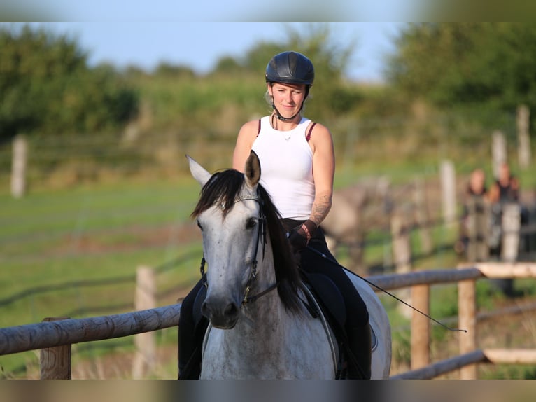 Andalusian Gelding 8 years 16 hh Gray in Sch&#xF6;nberg