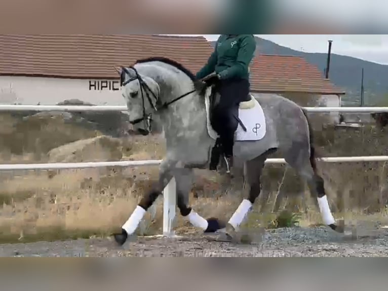Andalusian Gelding 8 years 16 hh Grey-Dapple in Ermelo