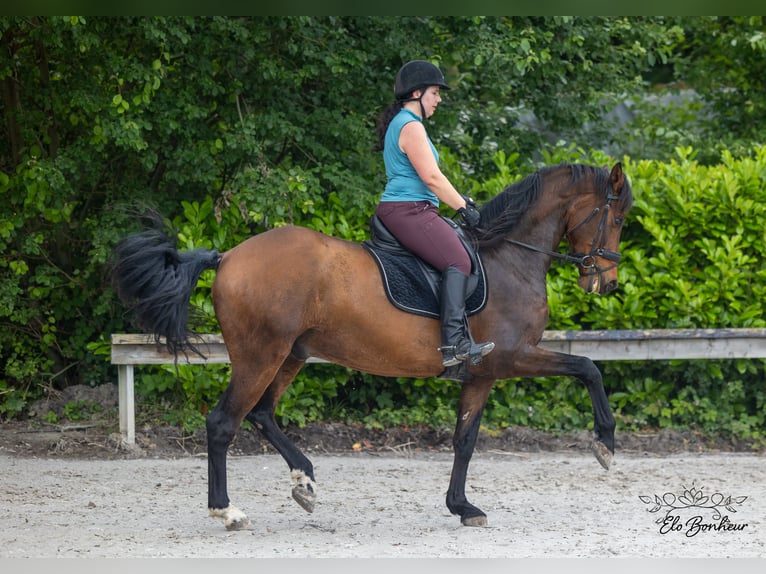 Andalusian Gelding 8 years 17 hh Brown in Huy