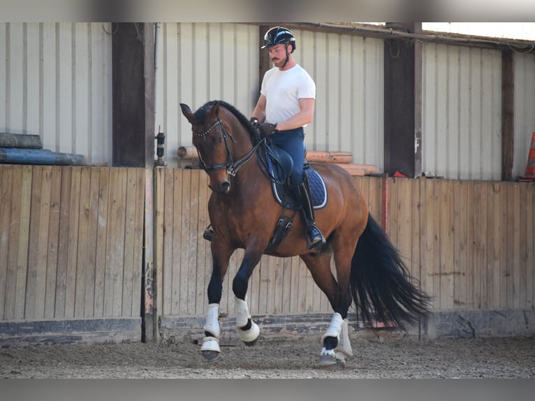 Andalusian Gelding 8 years 17 hh Brown in Huy