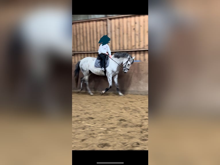 Andalusian Mix Gelding 8 years 17 hh Gray in Munkbrarup