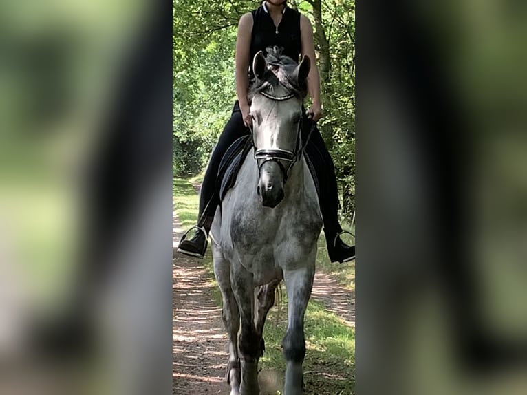 Andalusian Mix Gelding 8 years 17 hh Gray in Munkbrarup