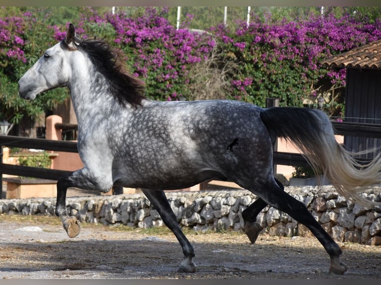 Andalusian Gelding 8 years 17,1 hh Grey in Mallorca