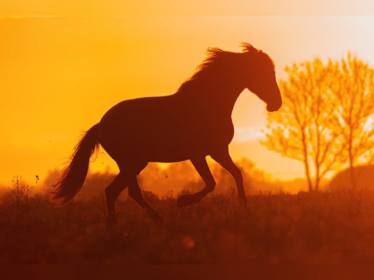 Andalusian Gelding 8 years 17,1 hh in Pribram