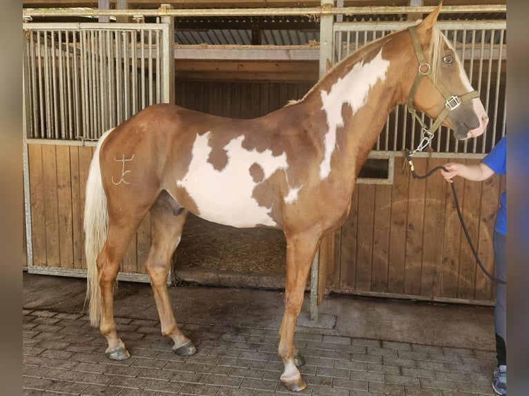 Andalusian Gelding 8 years in Küssaberg