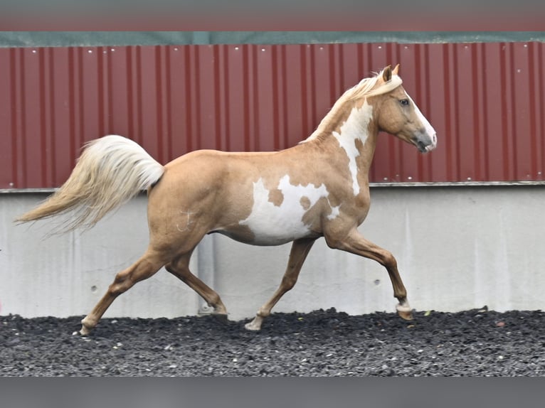 Andalusian Gelding 8 years in Küssaberg