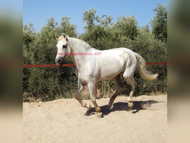 Andalusian Gelding 8 years Gray in Bischofswiesen