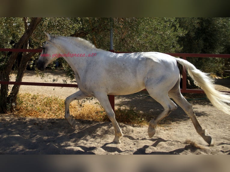 Andalusian Gelding 8 years Gray in Bischofswiesen