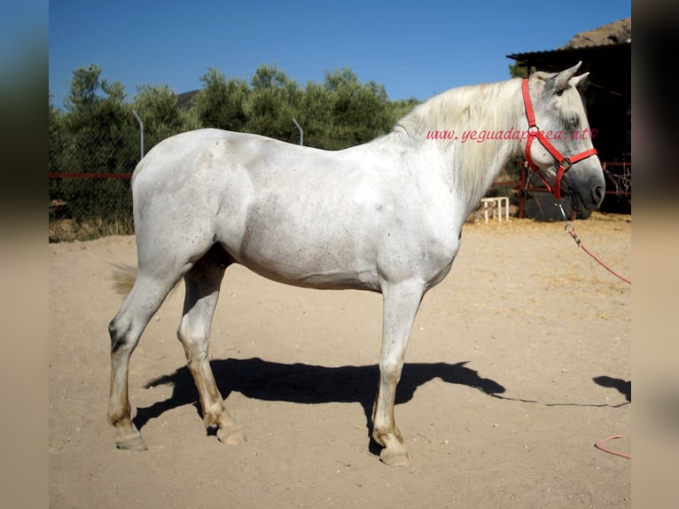 Andalusian Gelding 8 years Gray in Bischofswiesen