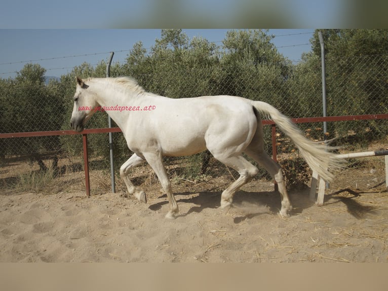 Andalusian Gelding 8 years Gray in Bischofswiesen